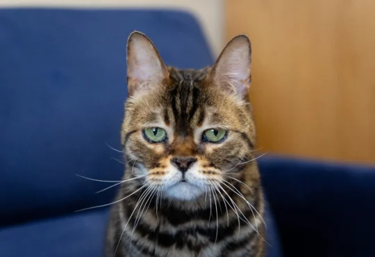 No animals for adoption but house still full, says shelter