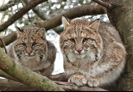 Hope for Wildlife in Cape Breton seeks volunteers & drivers