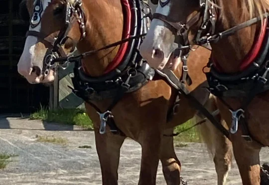 Shelburne County Exhibition on until Saturday