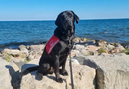 Iker, the Justice Facility Dog joins Courage Centre team
