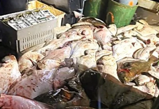 Illegal fishing costs fisherman $76K in fines