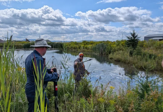 Funding to combat invasive phragmites coming to the region