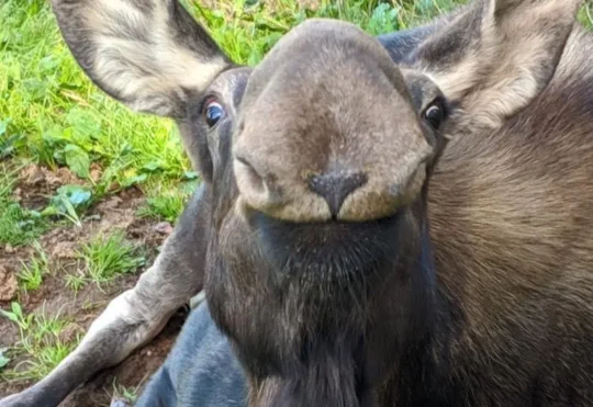 Shubenacadie Wildlife Park’s beloved moose passes away