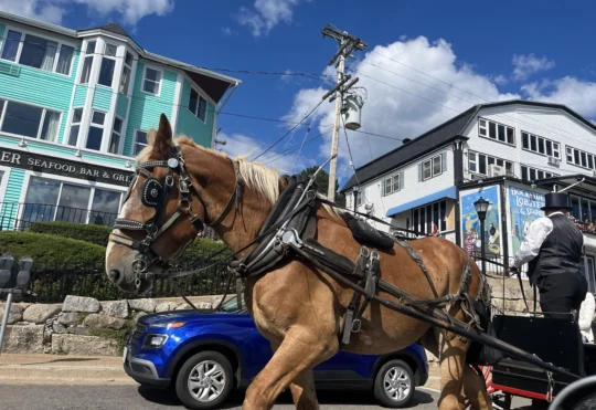 Lunenburg says carriage horses are being cared for, by-law to be reviewed