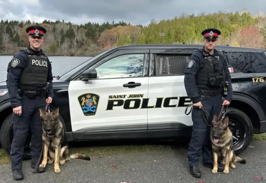 Man arrested after Saint John break-in