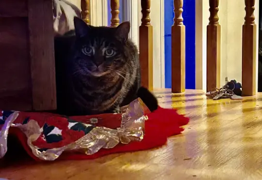 Keep an eye on pets around Christmas trees