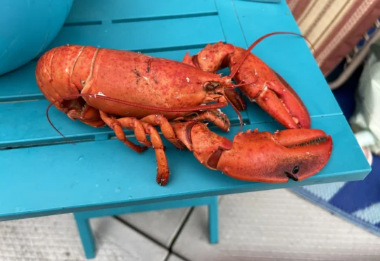New play set in Shag Harbour brings together aliens and lobster fishing