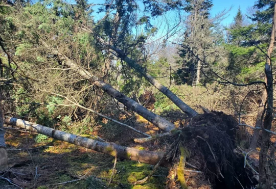 Storms leave major damage at Irving Nature Park