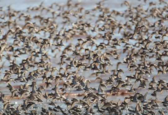 Witness thousands of sandpipers at Interpretive Centre