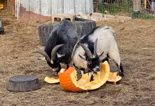 Kavanagh Farm will take your Halloween pumpkin