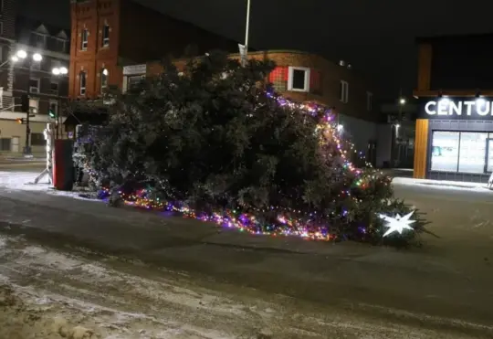 Tree toppled, mischief investigation underway