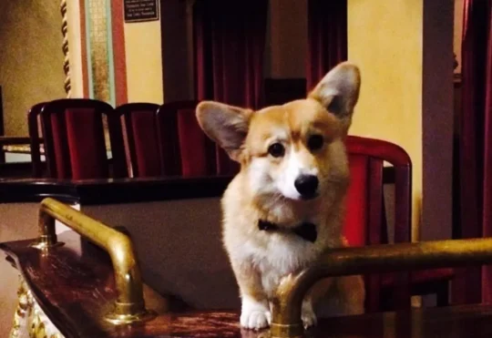 Capitol Theatre loses special furry friend, Kevin the corgi