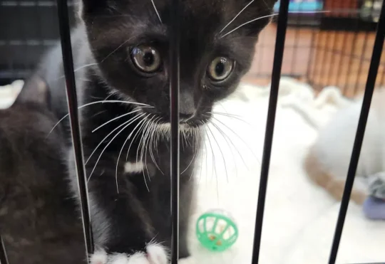 Big fundraising total for Yarmouth’s Pet Valu store