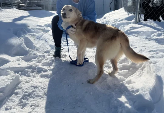 OSPCA transfers 10 dogs from Lac Seul for adoption