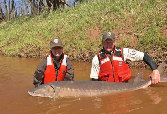 Sturgeon stays off endangered species list in U.S.