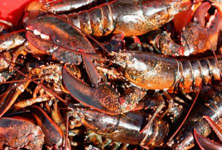More lobster seized in Saulnierville by DFO