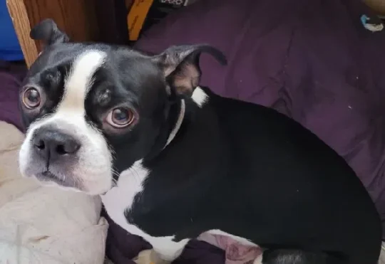 3 dogs missing following a break-in