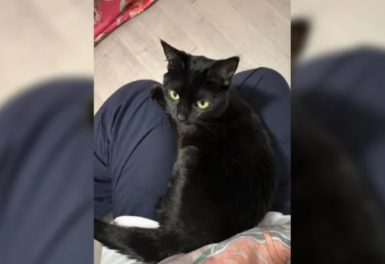 The cat came back: Lucky returns in Port Hastings