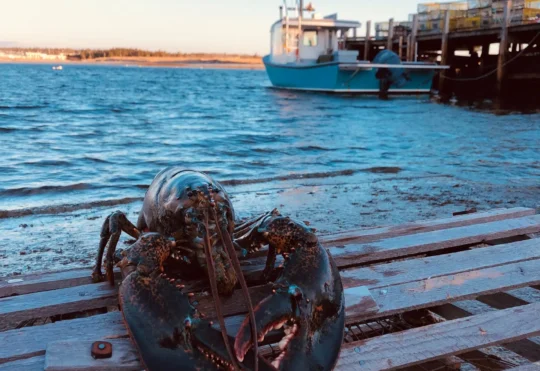 Lobster Crawl kicks off to celebrate Nova Scotia’s largest export
