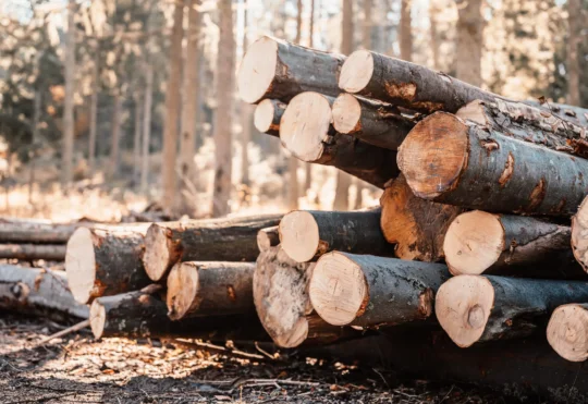 Mi’kmaq rally for rights, ecosystem while blocking logging trucks in Cape Breton