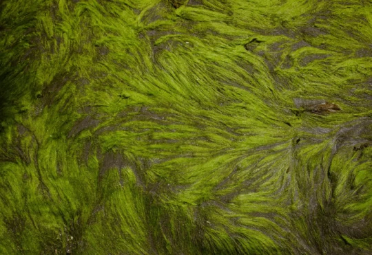 Blue-green algae harmful to humans and pets: N.B. Health