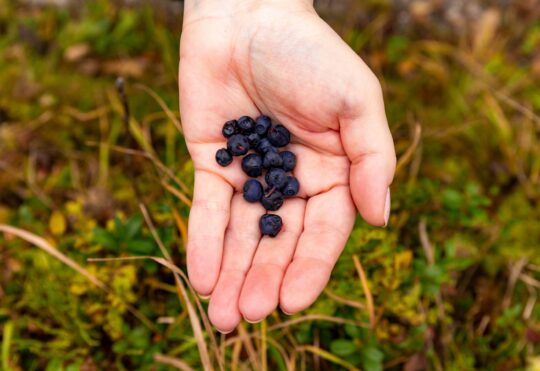 New Brunswick celebrates Wild Blueberry Week