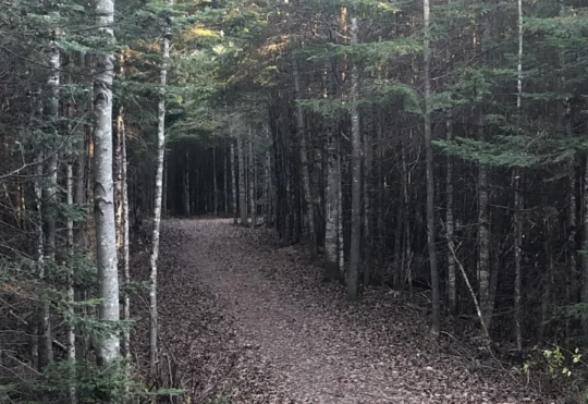 Trail upgrades at Mapleton Park