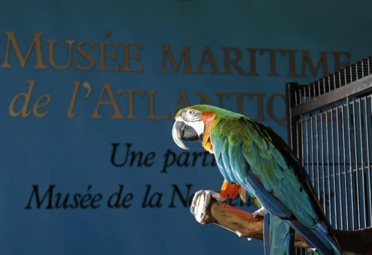 Merlin the macaw flying high since landing at new Ontario home