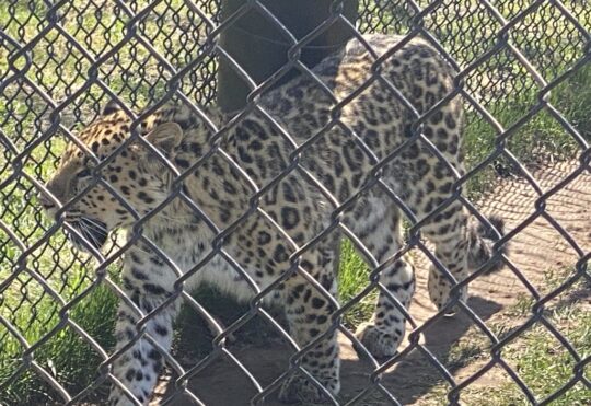 Magnetic Hill Zoo’s Amur Leopard passes away