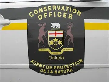 Killing second cow moose nets Ayton man $8K in fines