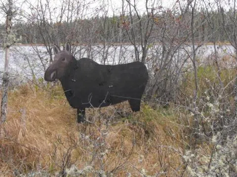 Two men fined for shooting decoy near Nestor Falls