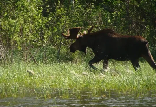 Moose hunt moratorium will have economic impact says Natural Resources Minister
