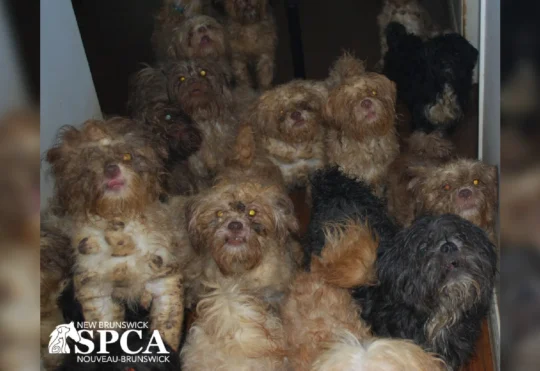 Dozens of animals seized in northeastern N.B.