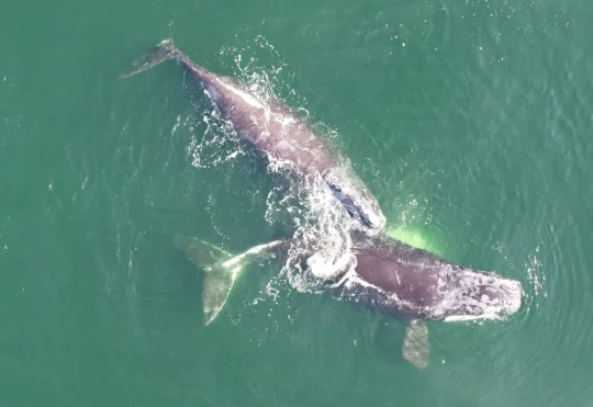 Entangled North Atlantic right whale spotted in Gulf of St. Lawrence