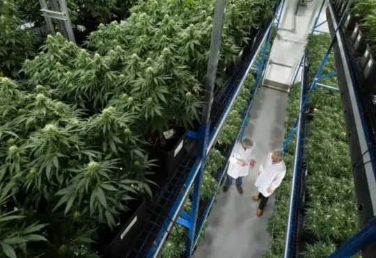 Cannabis producer CEO says federal budget, a missed opportunity