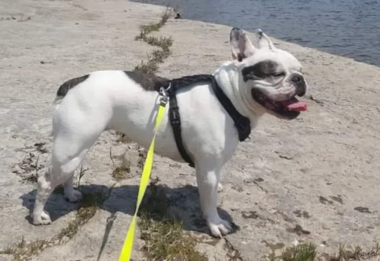 U.S. loosens dog rules due to begin Aug. 1