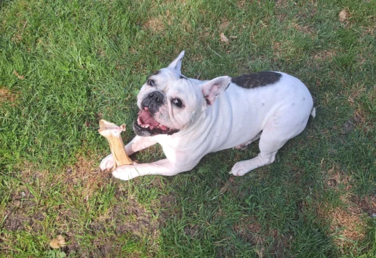 Residents trying to shut down Shubie off-leash dog park
