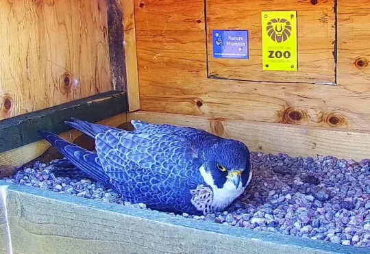 Curious onlookers await arrival of peregrine falcon chicks on live cam