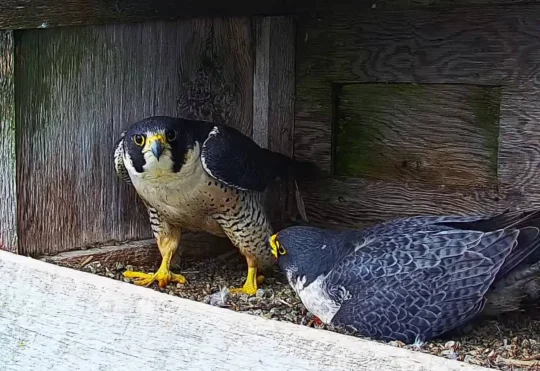 Webcam offers up close view of peregrine falcons