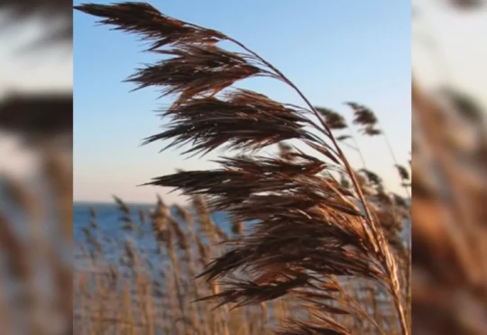 Invasive species protections coming to the region