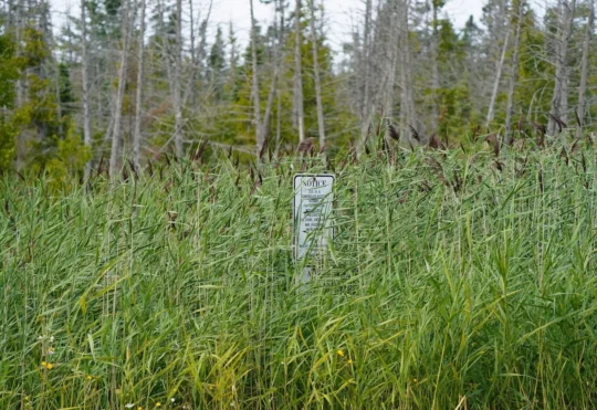 Invasive Species Centre announces funding to combat phragmites in Ontario