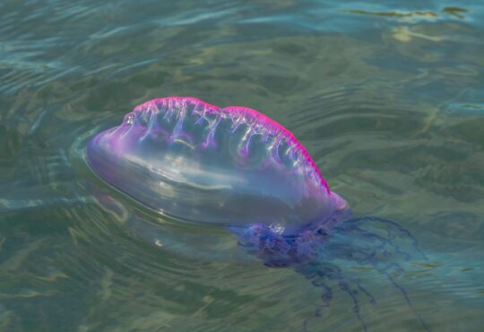 Watch out for Portuguese man o’ war on Atlantic beaches