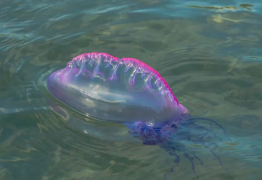 Province warns of Portuguese man o’ war sightings