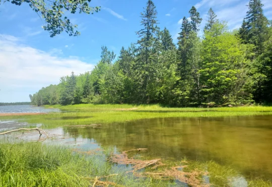 ‘Unsung heroes’: nature conservancy brings awareness on World Wetlands Day
