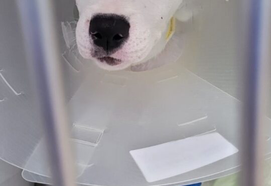 NBSPCA seeks help after rescuing 7 puppies