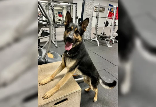 RCMP dog passes away suddenly