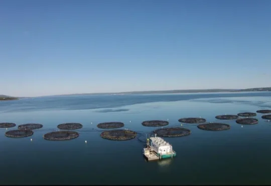 Aquaculture businesses receive funding to reduce emissions