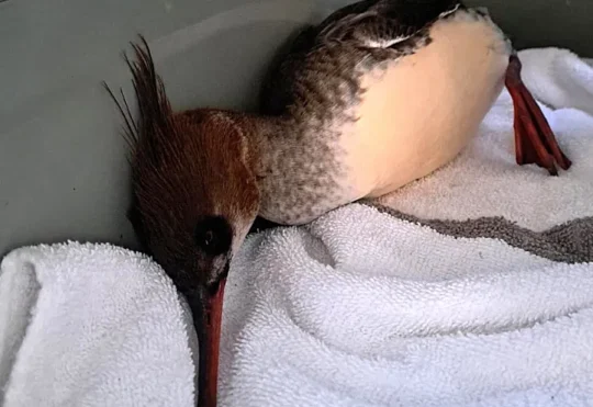 Bird in N.B. dies of Avian flu