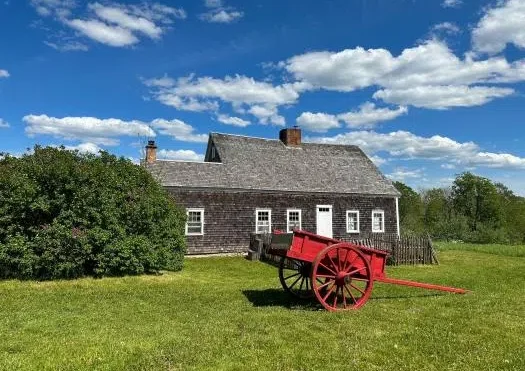 Horses return to farm museum after mistreatment