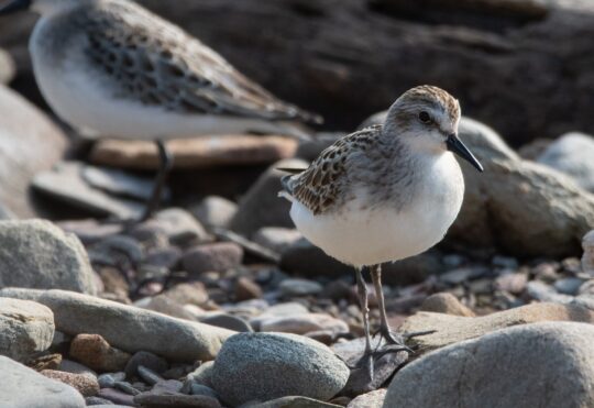 Semipalmated Sandpipers return to Bay of Fundy